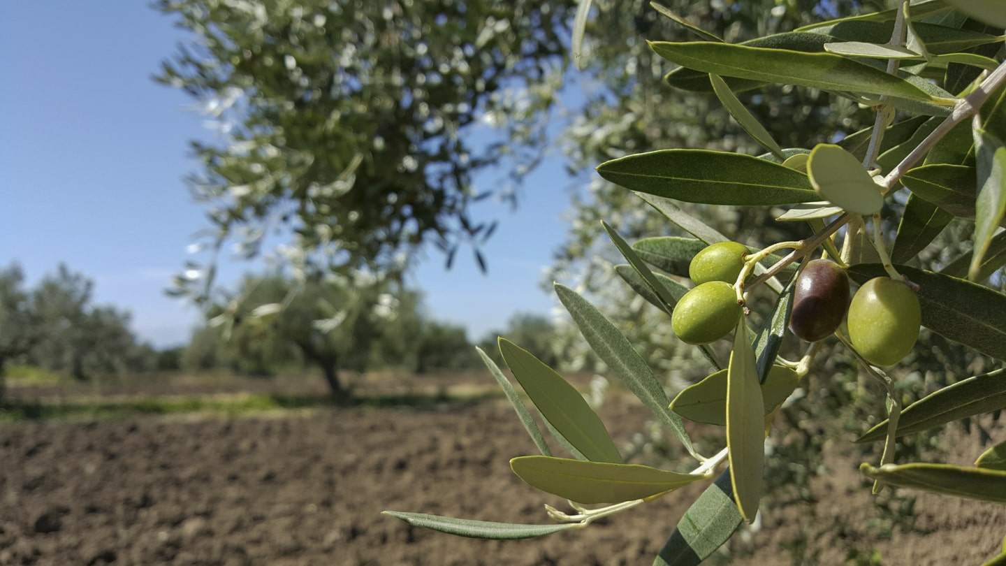 rama de olivo sana